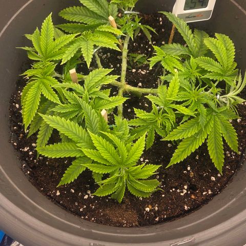 Sandranotte royal domina growlog timeline photo