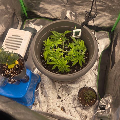 Sandranotte royal domina growlog timeline photo