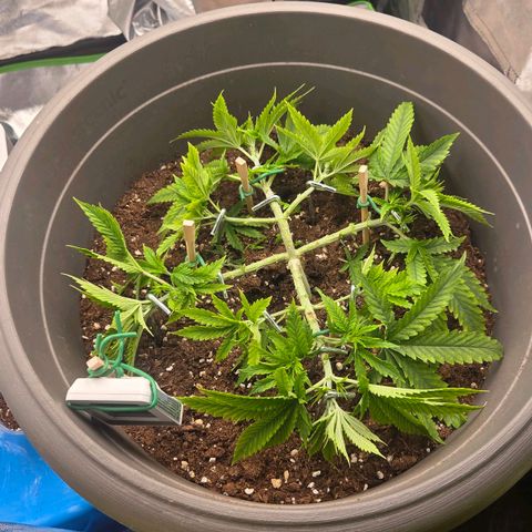 Sandranotte royal domina growlog timeline photo