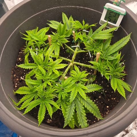 Sandranotte royal domina growlog timeline photo