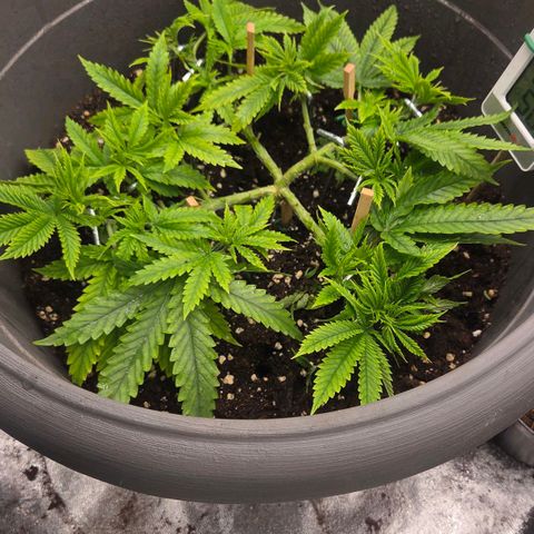 Sandranotte royal domina growlog timeline photo