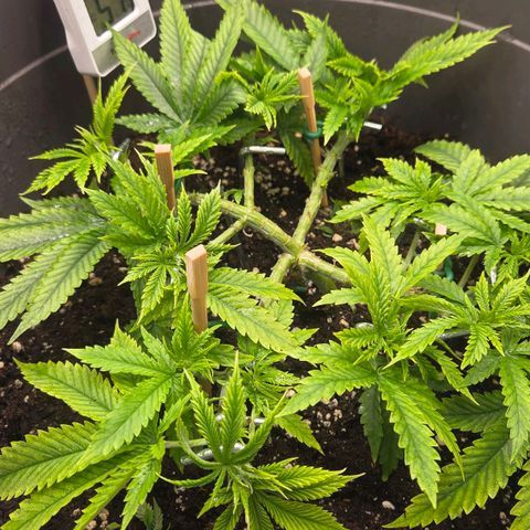 Sandranotte royal domina growlog timeline photo