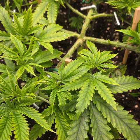 Sandranotte royal domina growlog timeline photo