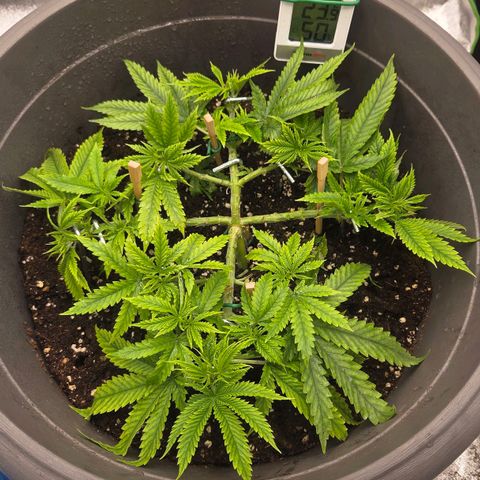 Sandranotte royal domina growlog timeline photo
