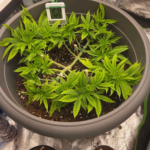 Sandranotte royal domina growlog timeline photo