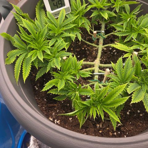Sandranotte royal domina growlog timeline photo