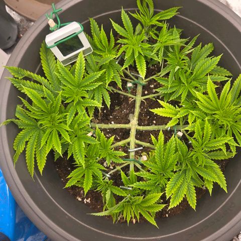 Sandranotte royal domina growlog timeline photo