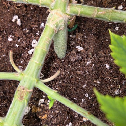 Sandranotte royal domina growlog timeline photo
