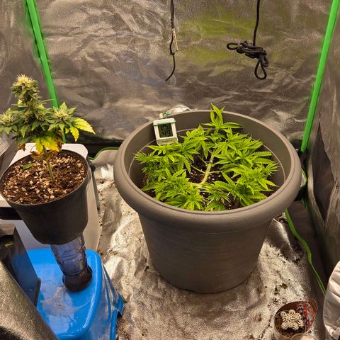 Sandranotte royal domina growlog timeline photo