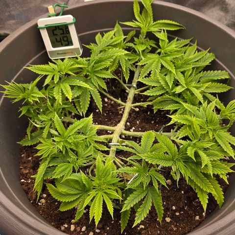 Sandranotte royal domina growlog timeline photo