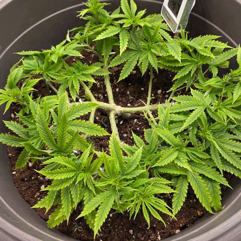 Sandranotte royal domina growlog timeline photo