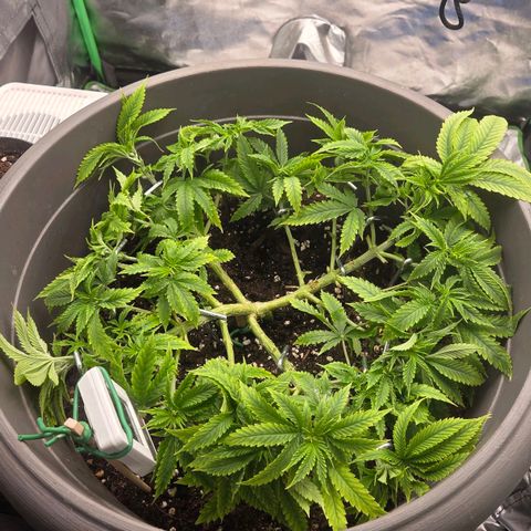 Sandranotte royal domina growlog timeline photo