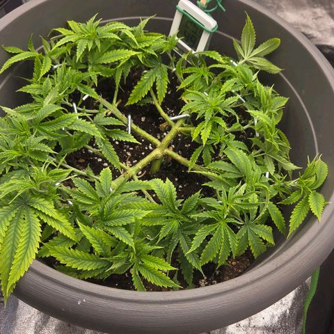 Sandranotte royal domina growlog timeline photo