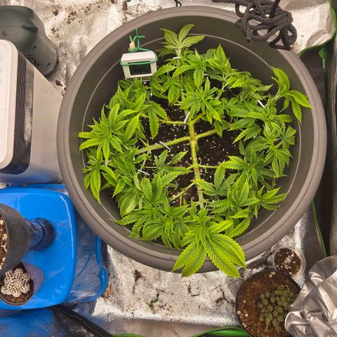 Sandranotte royal domina growlog timeline photo