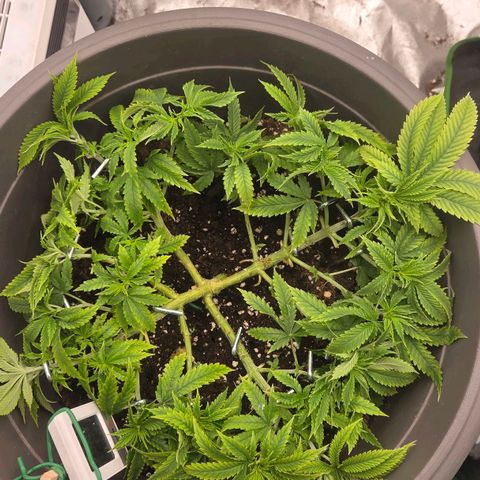 Sandranotte royal domina growlog timeline photo