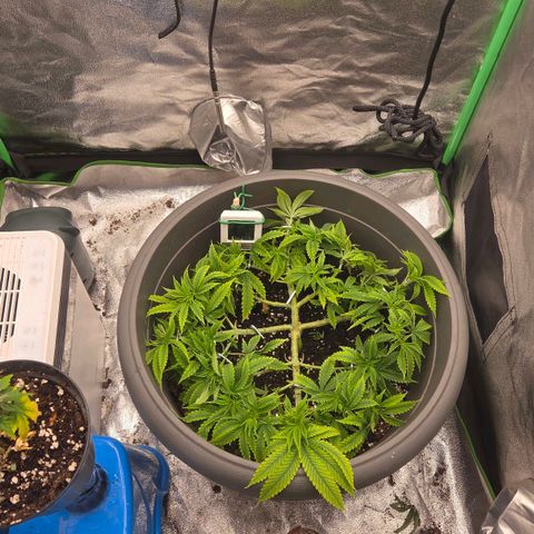 Sandranotte royal domina growlog timeline photo
