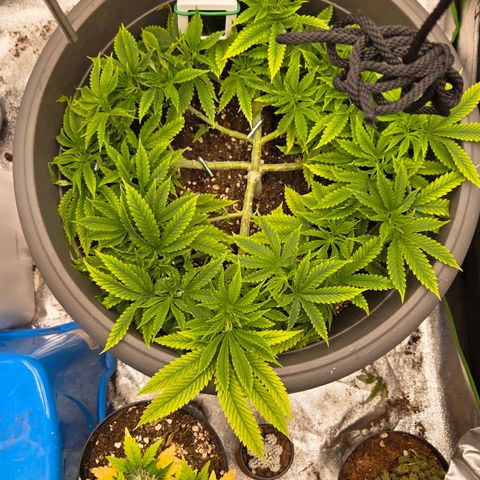 Sandranotte royal domina growlog timeline photo
