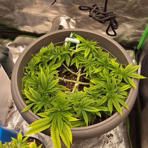 Sandranotte royal domina growlog timeline photo