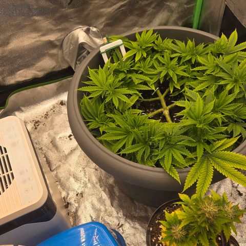 Sandranotte royal domina growlog timeline photo