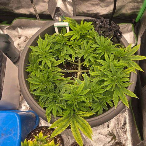 Sandranotte royal domina growlog timeline photo