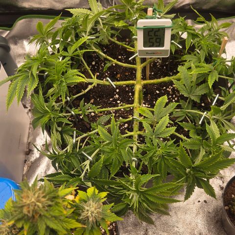 Sandranotte royal domina growlog timeline photo
