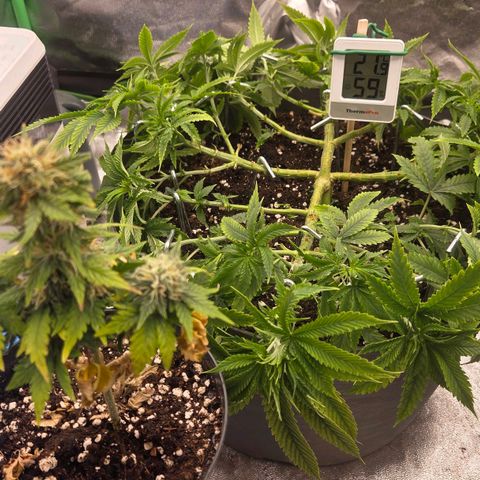 Sandranotte royal domina growlog timeline photo