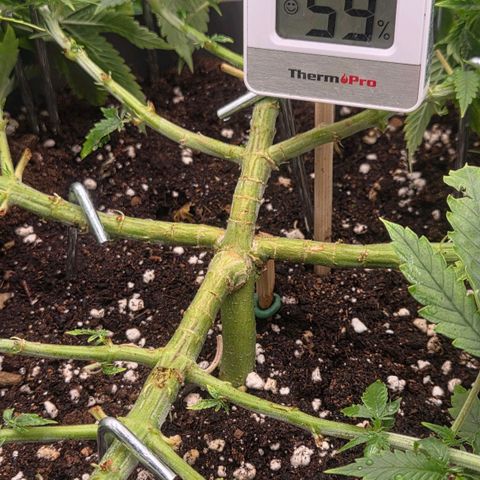 Sandranotte royal domina growlog timeline photo