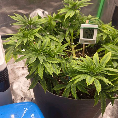 Sandranotte royal domina growlog timeline photo