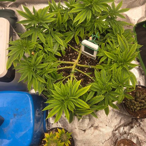 Sandranotte royal domina growlog timeline photo