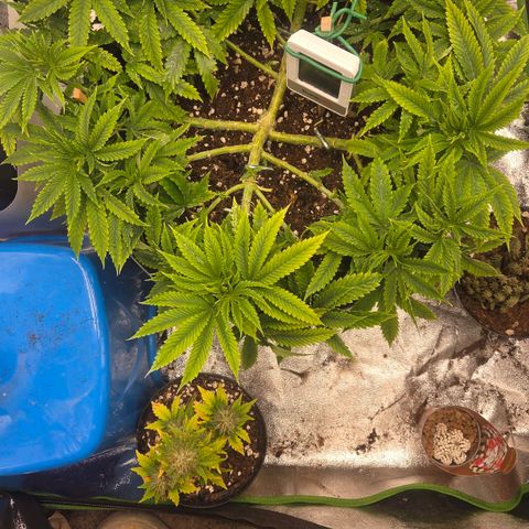 Sandranotte royal domina growlog timeline photo