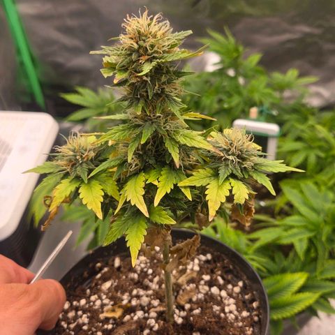 Sandranotte royal domina growlog timeline photo