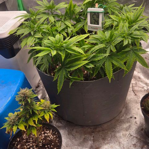 Sandranotte royal domina growlog timeline photo