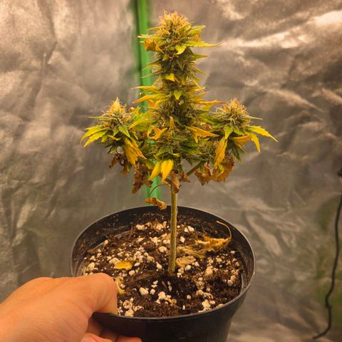 Sandranotte royal domina growlog timeline photo