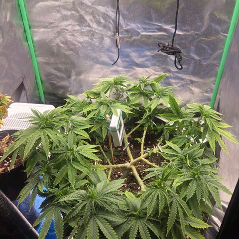 Sandranotte royal domina growlog timeline photo
