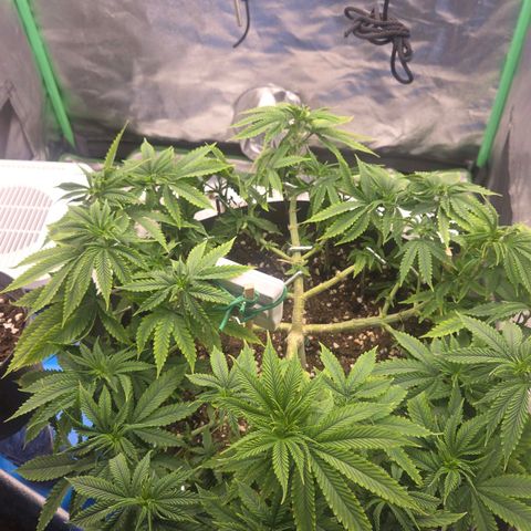 Sandranotte royal domina growlog timeline photo