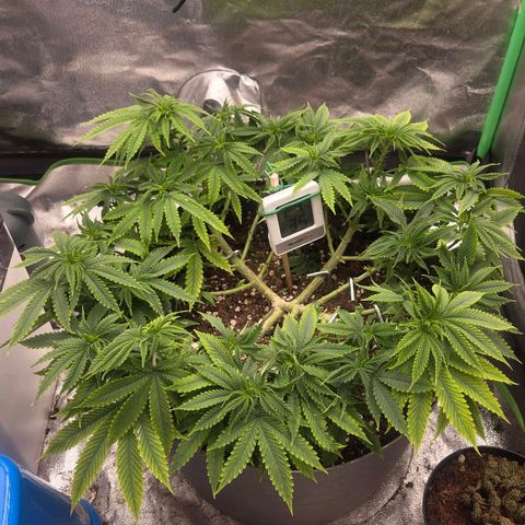 Sandranotte royal domina growlog timeline photo