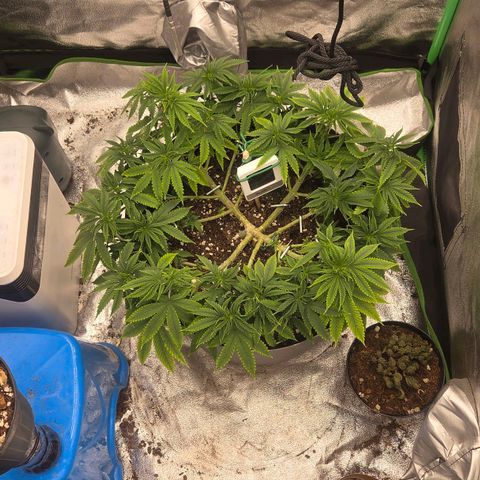 Sandranotte royal domina growlog timeline photo