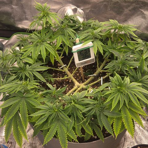 Sandranotte royal domina growlog timeline photo