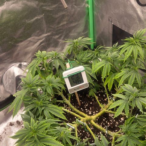 Sandranotte royal domina growlog timeline photo