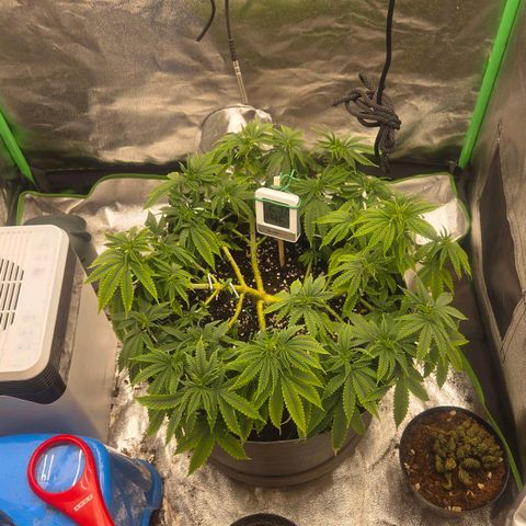 Sandranotte royal domina growlog timeline photo