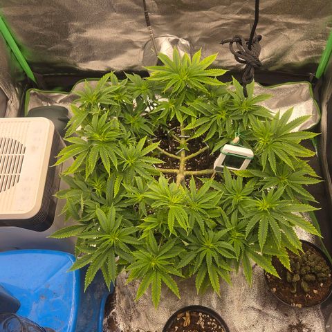 Sandranotte royal domina growlog timeline photo