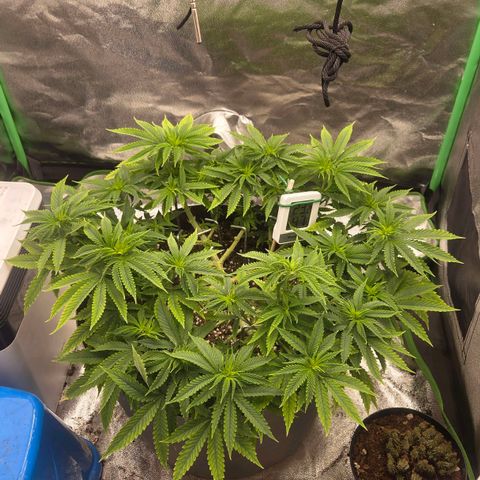 Sandranotte royal domina growlog timeline photo