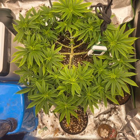 Sandranotte royal domina growlog timeline photo
