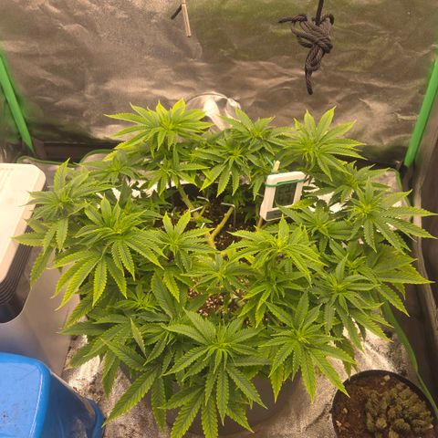 Sandranotte royal domina growlog timeline photo