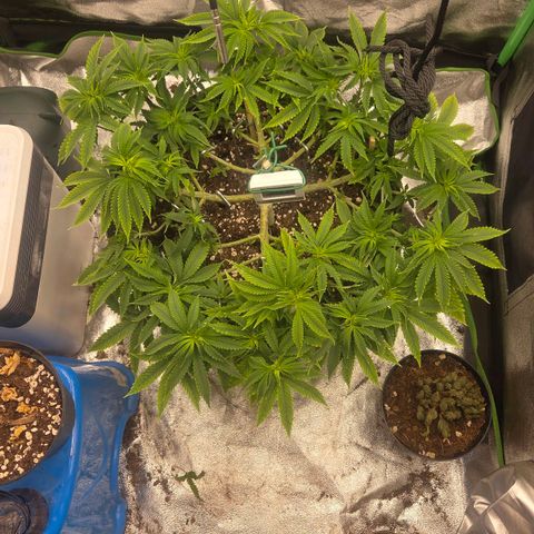 Sandranotte royal domina growlog timeline photo