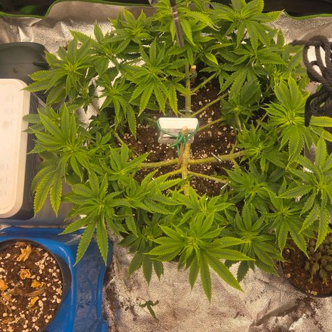 Sandranotte royal domina growlog timeline photo