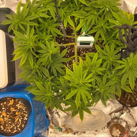 Sandranotte royal domina growlog timeline photo