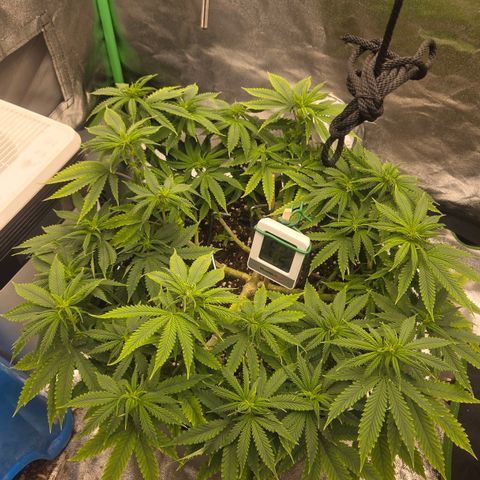 Sandranotte royal domina growlog timeline photo