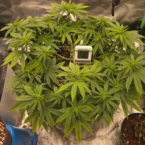 Sandranotte royal domina growlog timeline photo