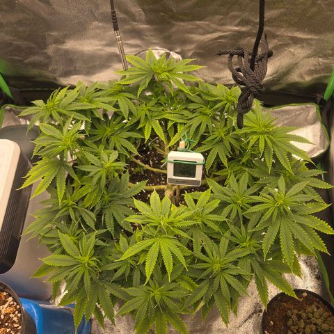 Sandranotte royal domina growlog timeline photo